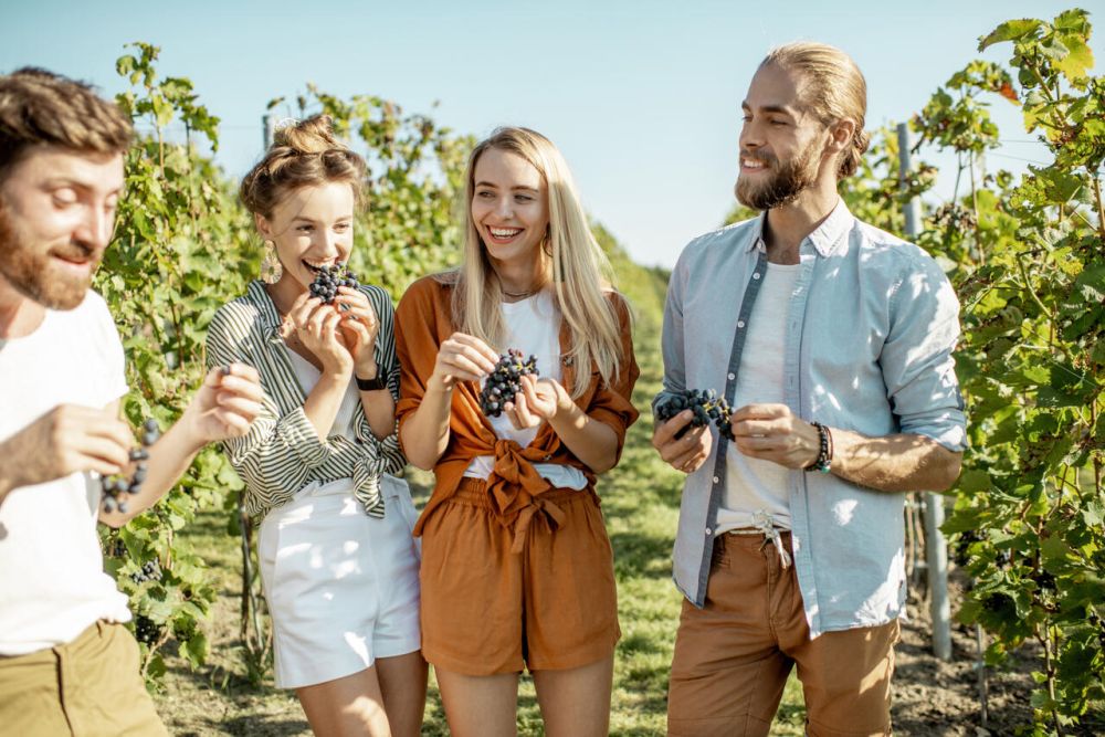 Zwiedzanie winnicy Cztery osoby degustują winogrona podczas zwiedzania winnicy latem